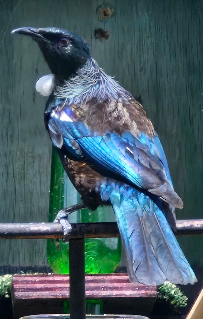 Inspired by New Zealand: Tui — feathers, song & a new shawl