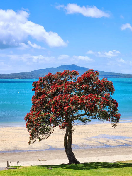 Wool Painting - Needle Felting, Rangitoto and Pohutukawa Bloom Landscape Collection