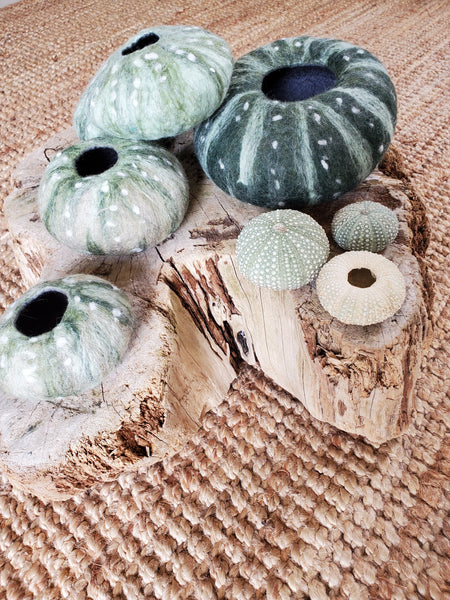 Kina shell vases, sculptures made of merino wool and raw silk. New Zealand icon