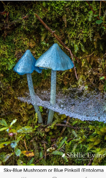 Wool Painting | Blue Fungi New Zealand Icon –  Framed 3d Handmade Wall Art Decor